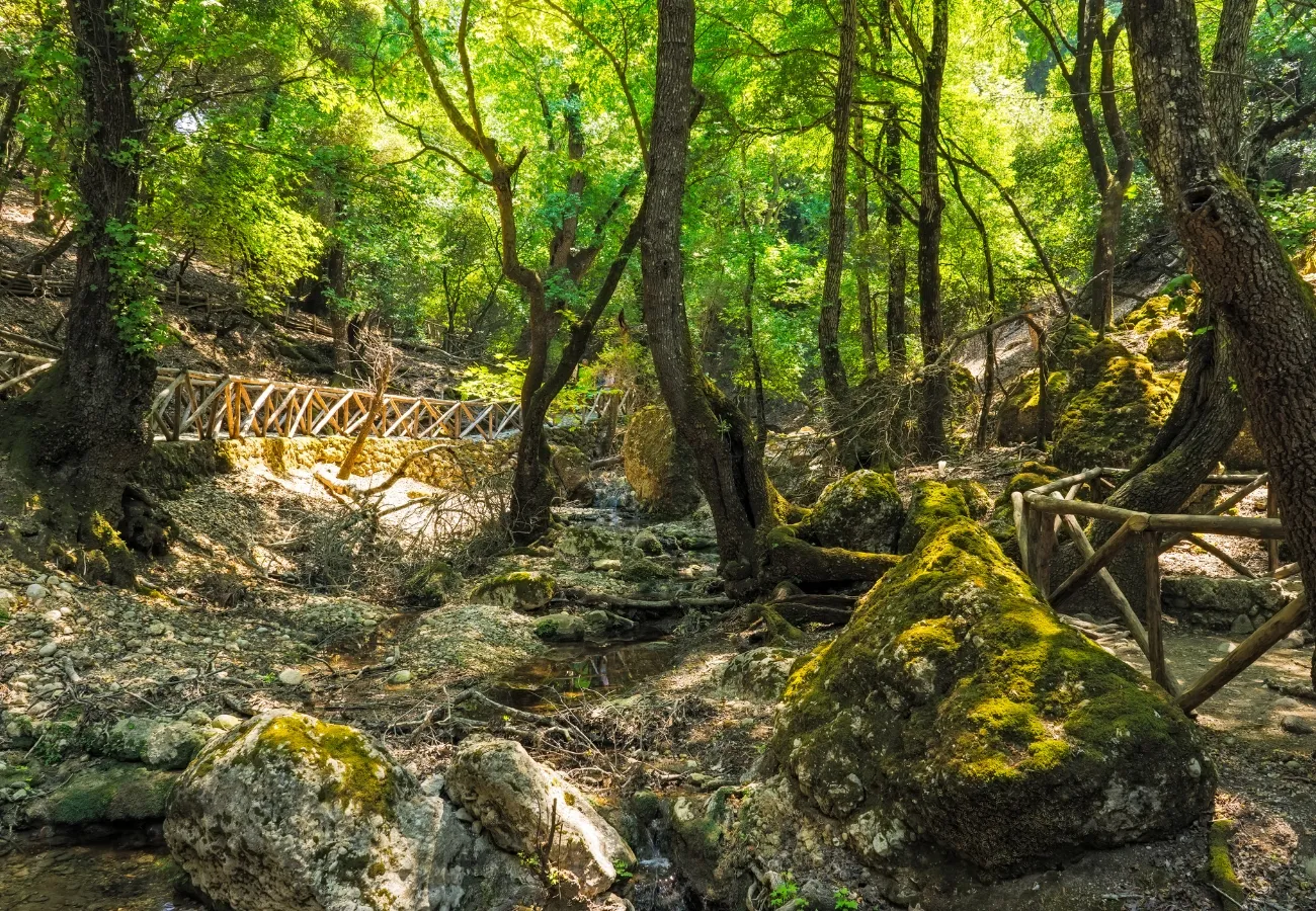 Lush green forest in the Valley of the Butterflies, Rhodes, Greece, featuring moss-covered rocks, wooden bridges, and serene natural scenery.
