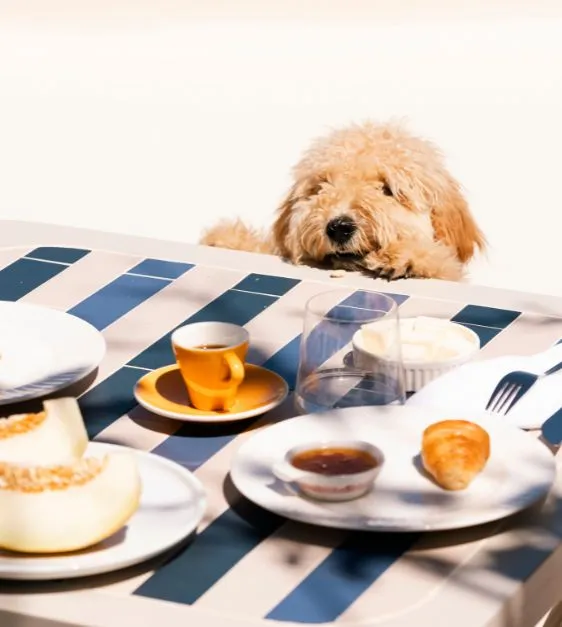 Pet friendly resort in Chania