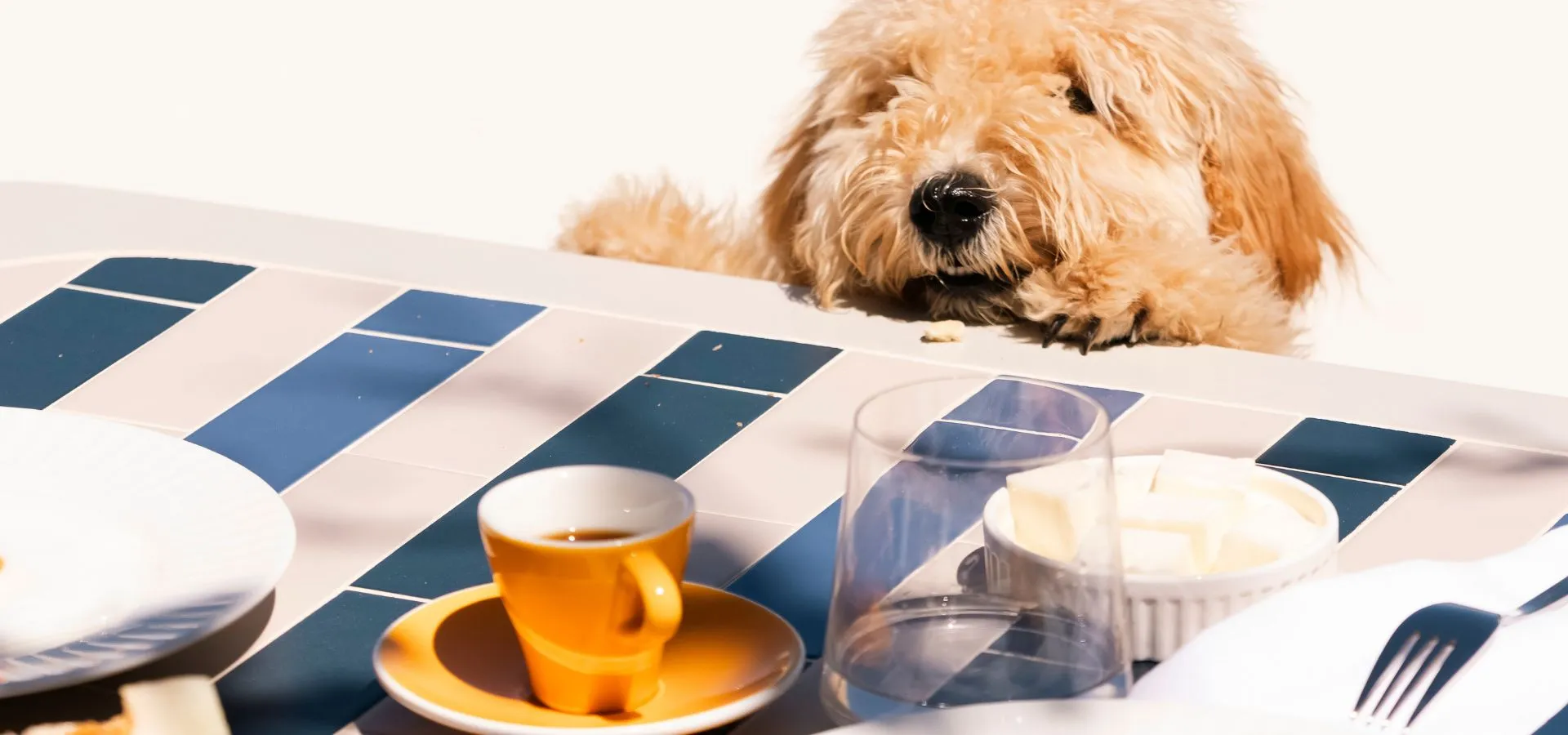 Pet Policy at Helestia Pocket Hotel in Caldera, Santorini