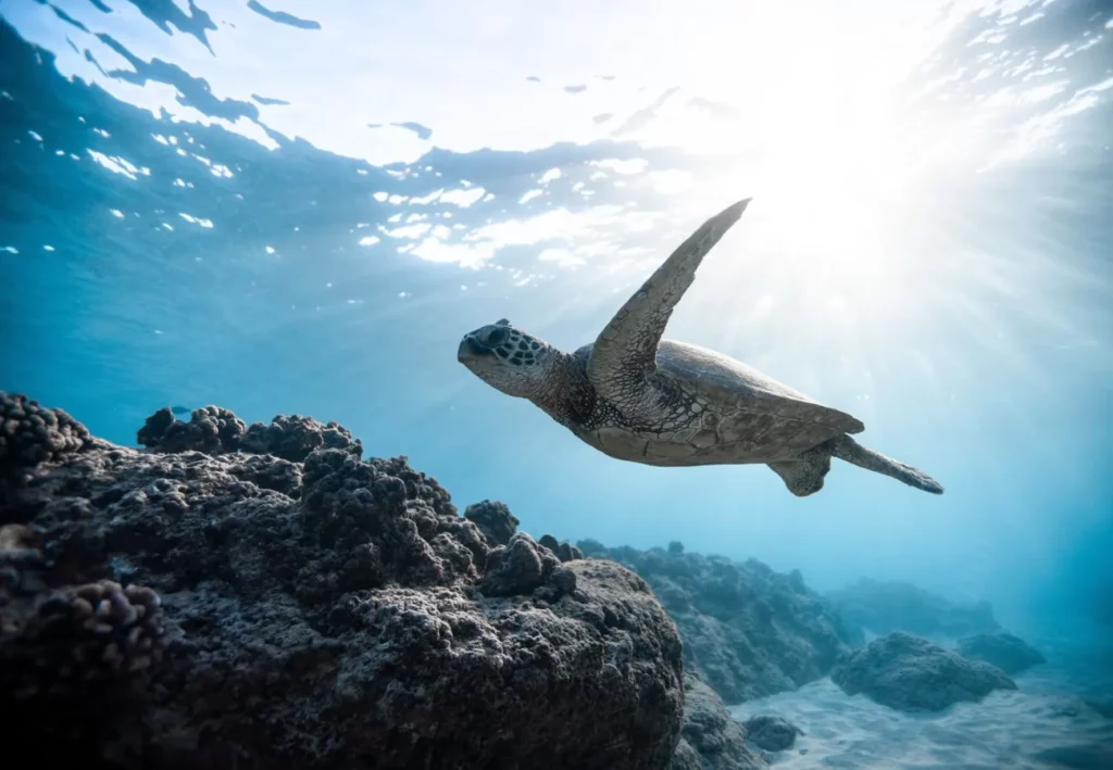 Caretta sea turtle in Zante