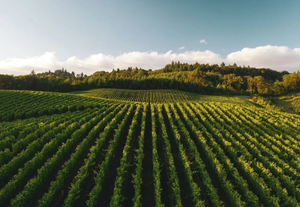Chalkidiki Wineries