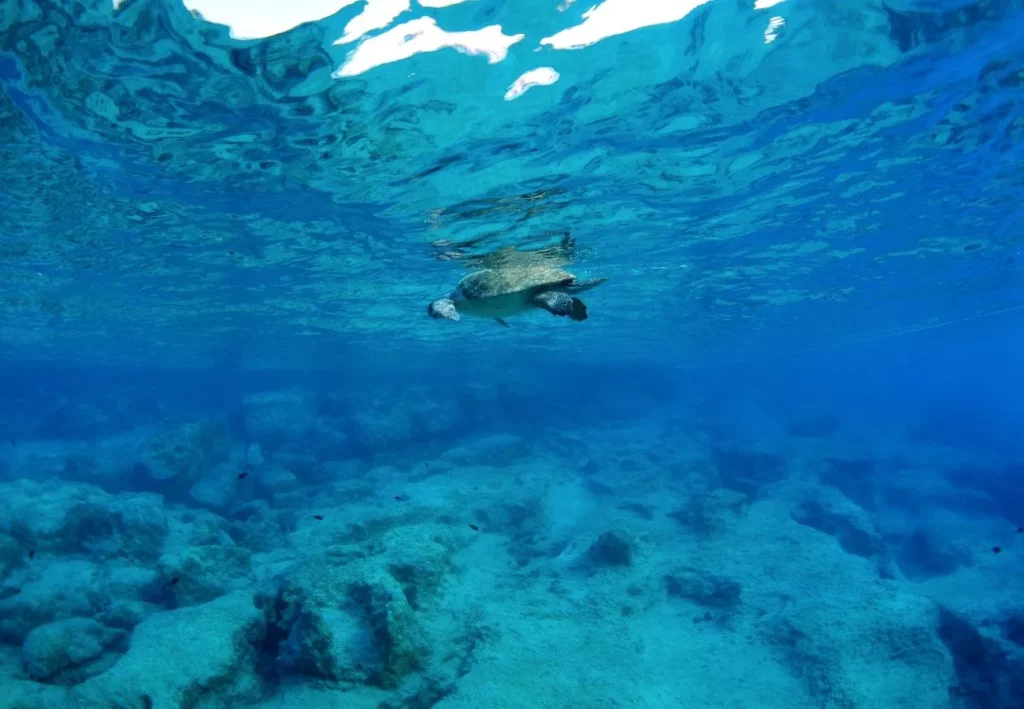 Caretta-Caretta Adventures in Zante