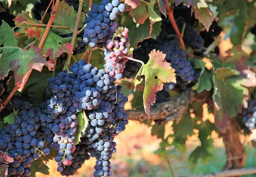 Portuguese Wine Tasting