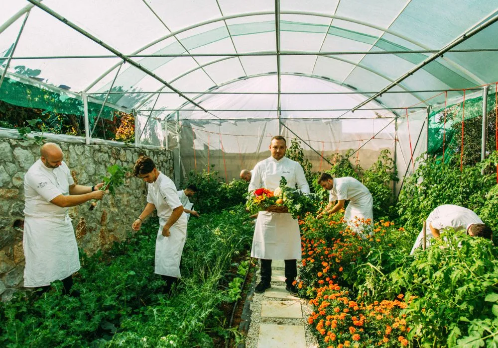 Makris Athens by Domes Traveled to London: A Six-Course Ode to Greek Terroir 2 Makris Athens by Domes Traveled to London_An Ode to Greek Terroir