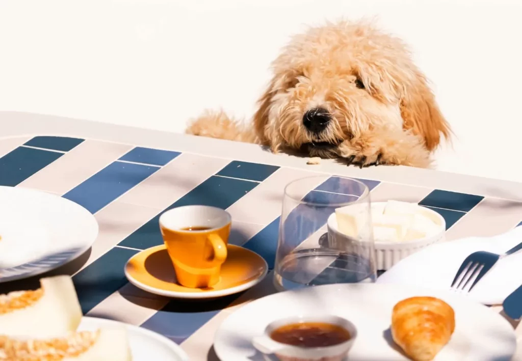 Travelling With Your Pet Can Be Easy, Iconic And A Must